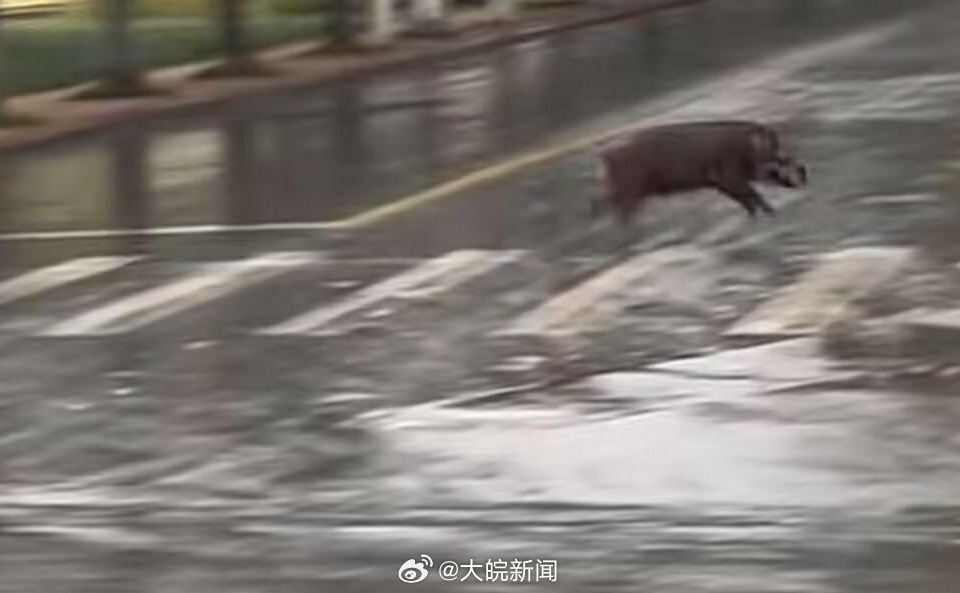 池州一高校內(nèi)驚現(xiàn)狂奔野豬，事件回顧與生態(tài)警示，池州高校野豬狂奔事件，回顧與生態(tài)警示