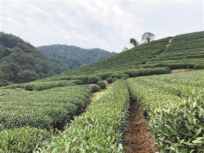 杭州疫情最新動(dòng)態(tài)，全面應(yīng)對，守護(hù)家園安寧，杭州疫情最新動(dòng)態(tài)，全力應(yīng)對，守護(hù)家園安全