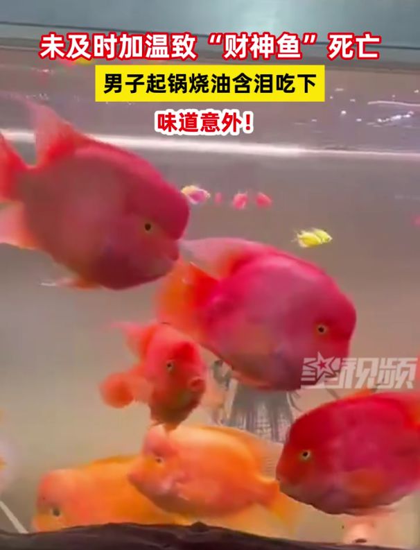 財神魚死亡與男子起鍋燒油含淚吃下的故事，男子含淚烹飪財神魚，死亡與食欲的交織故事