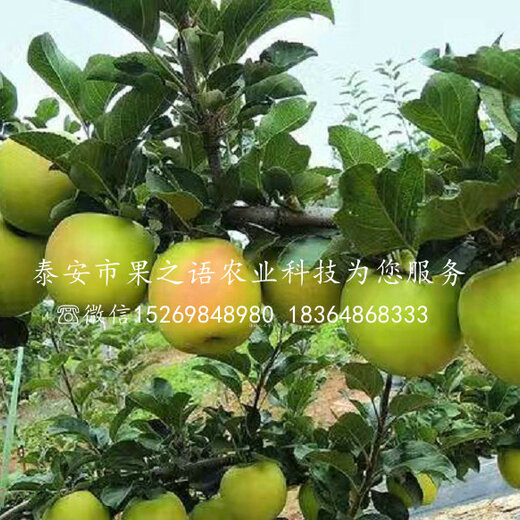 淳化瑞雪蘋果的種植歷史，一種傳統(tǒng)與現(xiàn)代融合的果實(shí)傳奇，淳化瑞雪蘋果，傳統(tǒng)種植與現(xiàn)代融合的果實(shí)傳奇