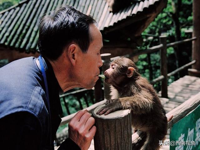 游客與猴子的沖突案例，探究原因與解決方案，游客與猴子沖突案例解析，探究起因及應(yīng)對策略