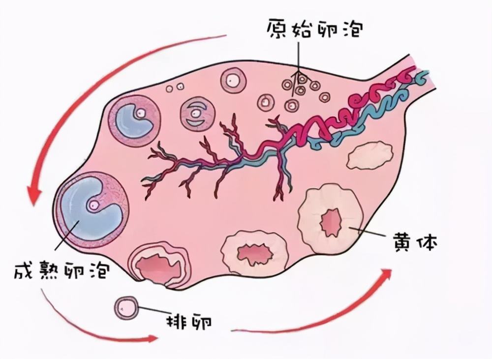 如何正確理解黃體破裂，黃體破裂的正確理解方式