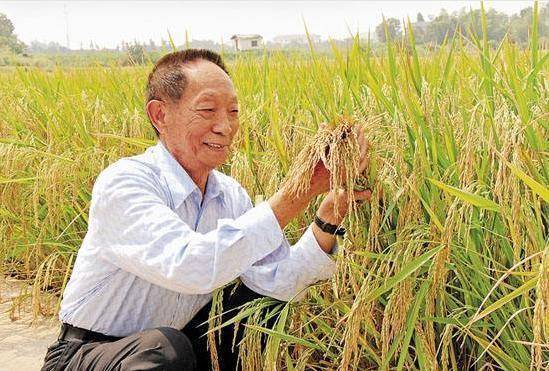 袁隆平最新研究，探索農(nóng)業(yè)科技的未來之光，袁隆平最新研究揭示農(nóng)業(yè)科技未來之光