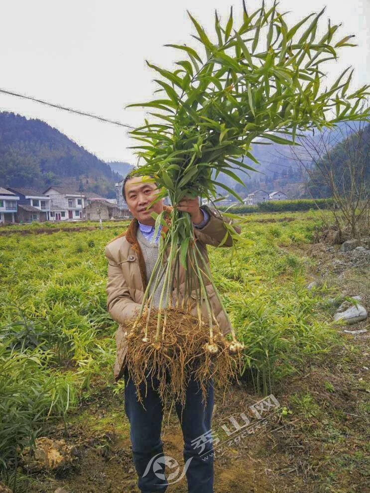 黃精最新行情分析，黃精最新市場動態(tài)分析