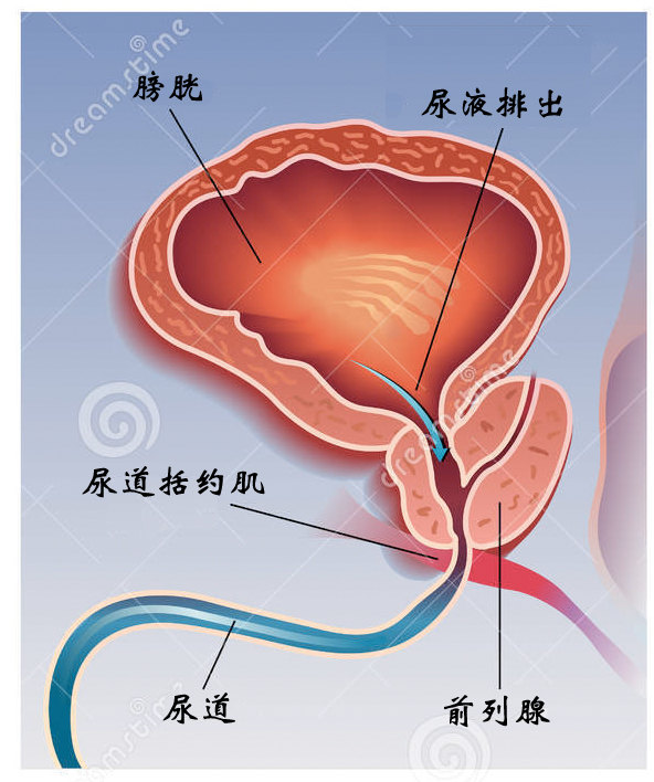 前列腺增大，藥物治療的選擇與效果分析，前列腺增大，藥物治療選擇與效果解析