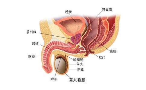 前列腺結(jié)石的治療方法及其重要性，前列腺結(jié)石的治療方法及其重要性解析