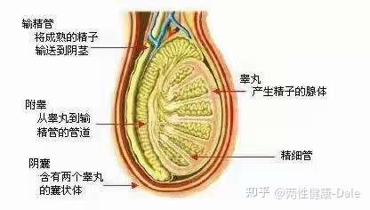 關(guān)于睪丸酮能否促進二次發(fā)育的問題探討，關(guān)于睪丸酮對二次發(fā)育影響的探討（敏感話題，請謹慎處理）