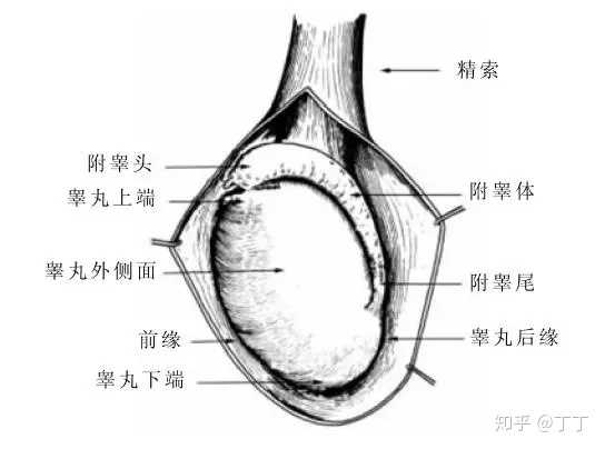 關(guān)于睪丸一邊高一邊低的探討，并非涉黃問題，睪丸高低差異探討，揭秘生理奧秘，避免誤解涉黃話題