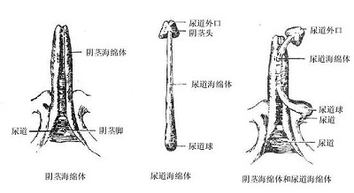 武打技巧促進(jìn)海綿體生長，武打技巧與海綿體生長，涉黃問題的警示與探討