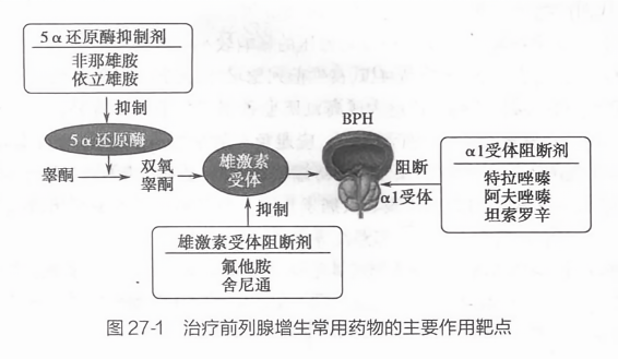 治療前列腺增生的藥物，理解選擇與應(yīng)用的重要性，前列腺增生治療藥物的選擇與應(yīng)用，理解其重要性